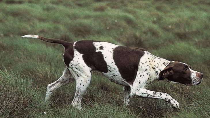 dog-breeds-for-hunting-10