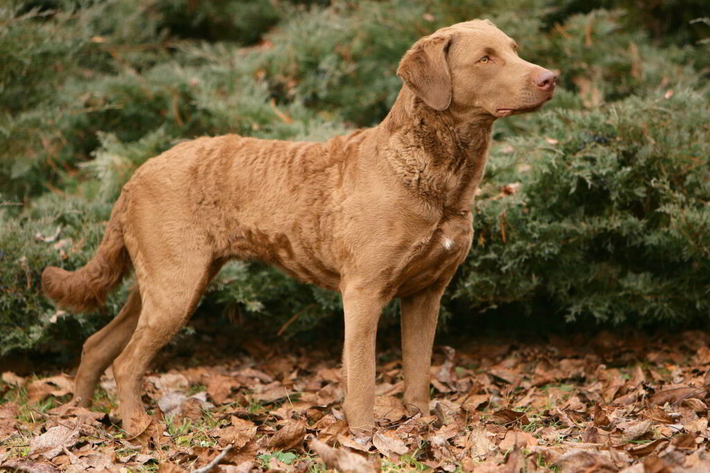 dog-breeds-for-hunting-6