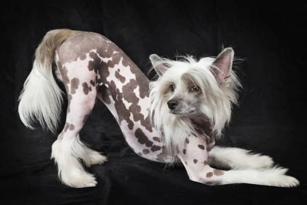 hairless-dog-breeds-2