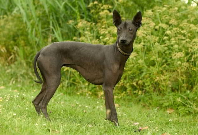 hairless-dog-breeds-4