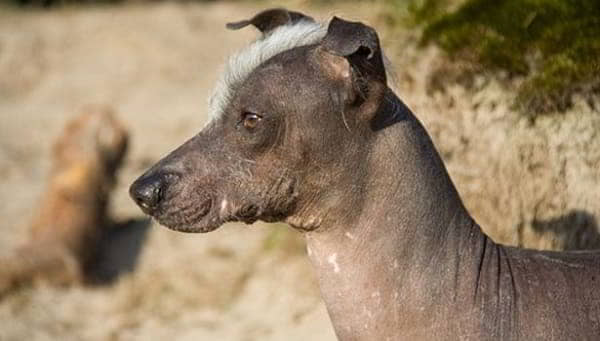 hairless-dog-breeds-7