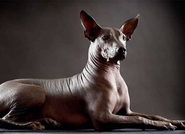 hairless-dog-breeds-8