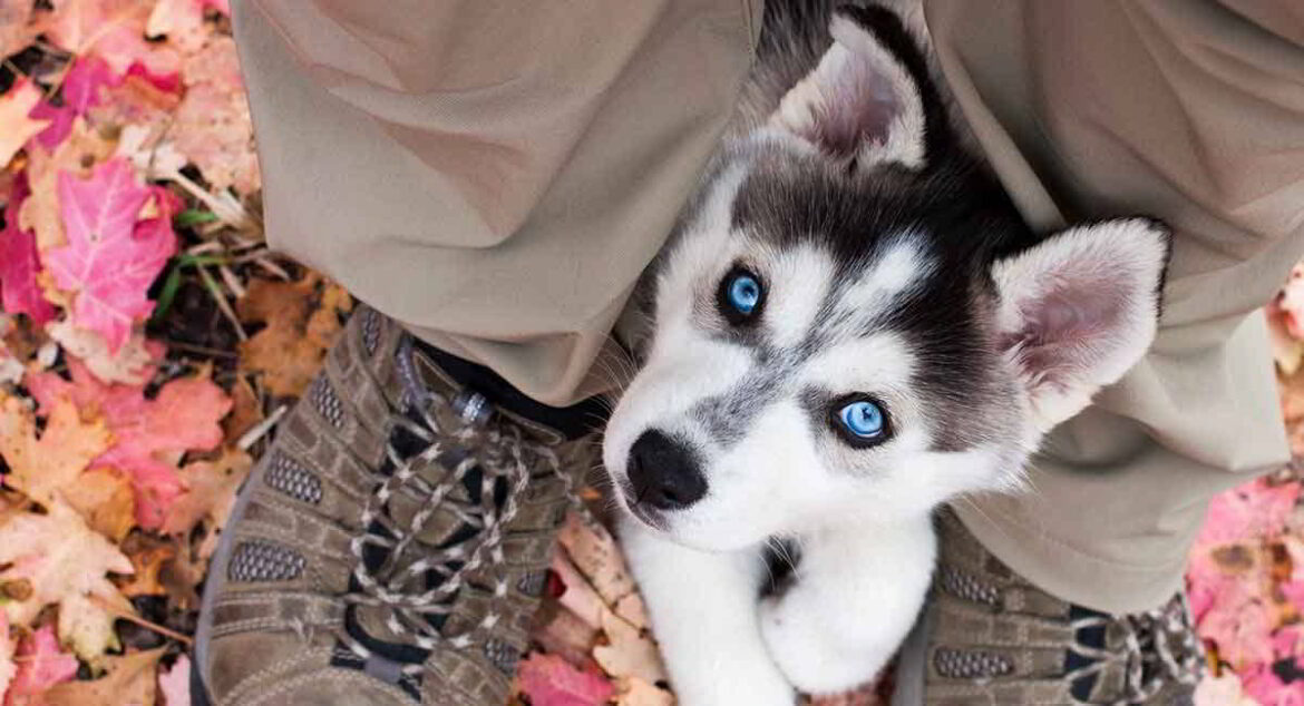 8 Amazing Facts About Siberian Huskies