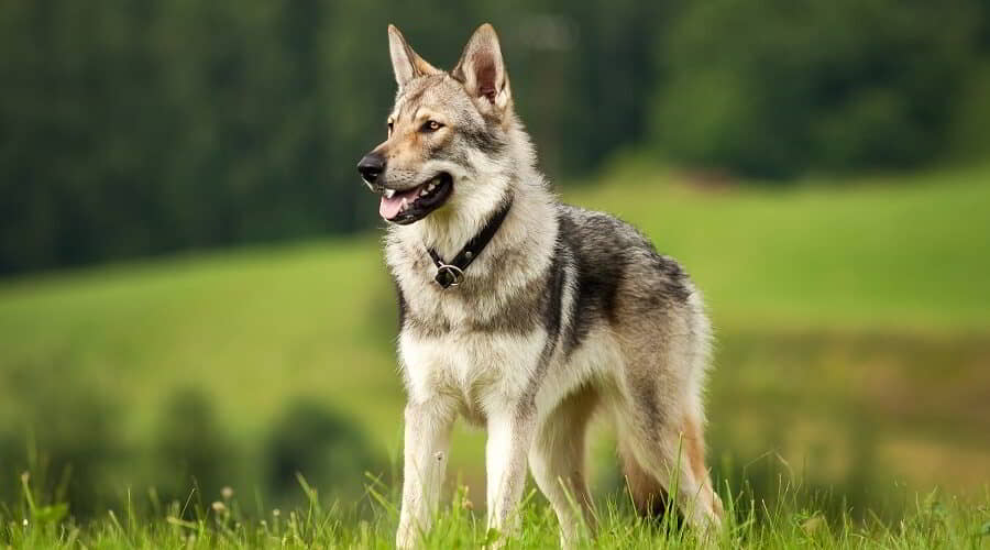 wolf-dogs-3