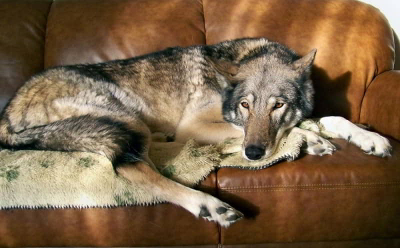 Do Wolf Dogs Make Good Pets?