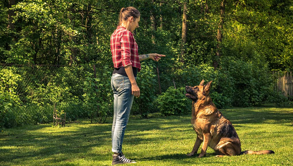 Dog-Trainer-Animal-Behaviorists