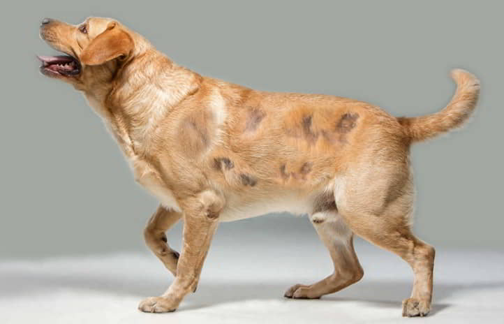 alopecia-in-dogs-3