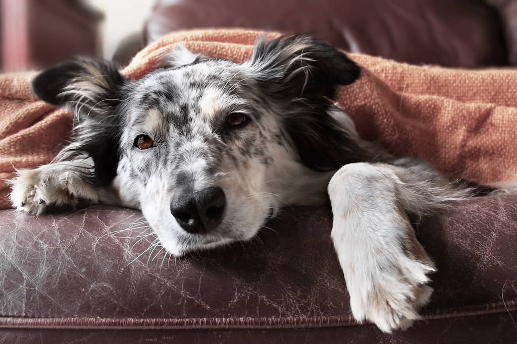 What is Ataxia in Dogs: Symptoms, Causes, and Treatments￼