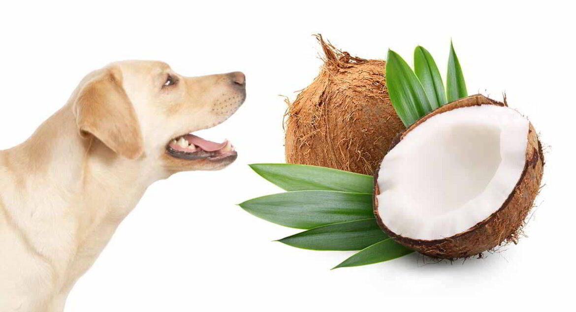 5 Uses of Coconut Oil for Dogs