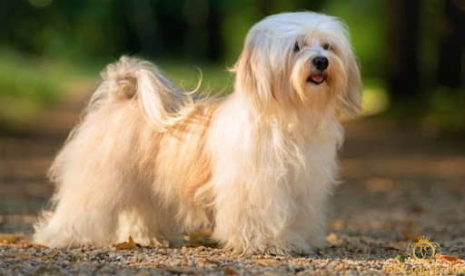 dog-breeds-for-obedience-10
