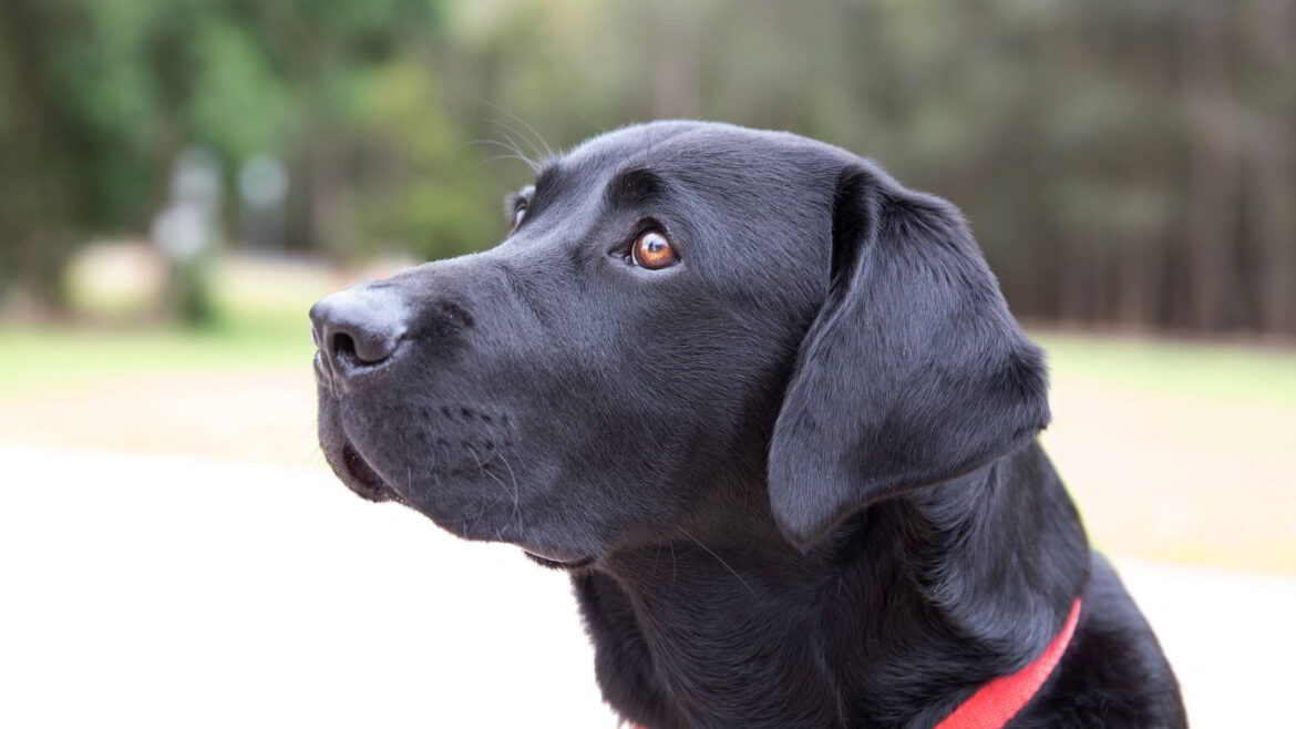 10 Best Dog Breeds for Obedience