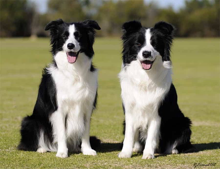 dog-breeds-for-obedience-5