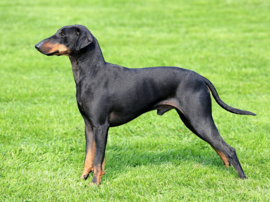 dog-breeds-for-obedience-7