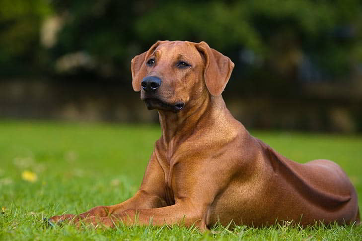 dog-breeds-for-protection-10