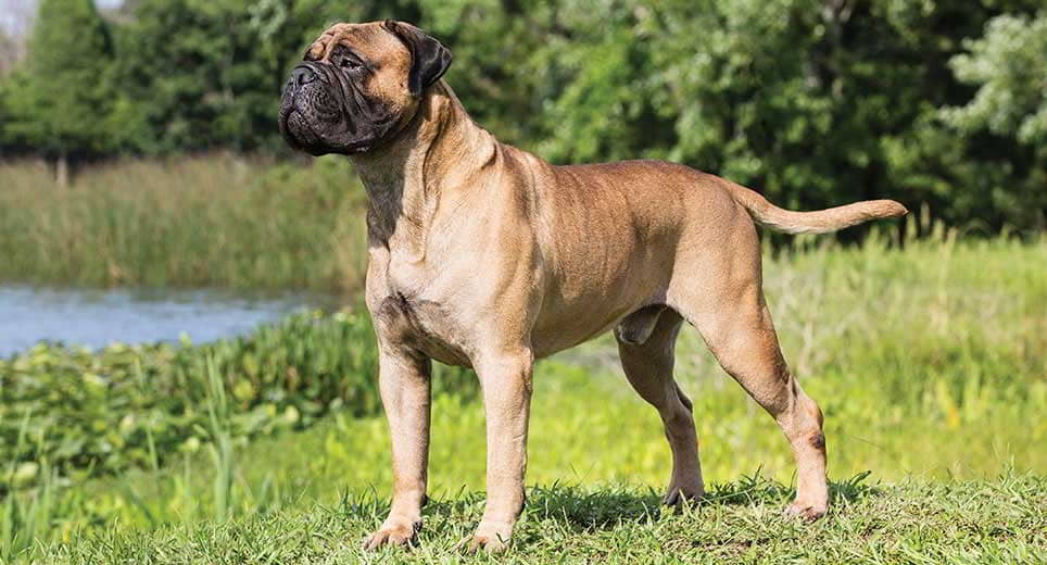 dog-breeds-for-protection-3