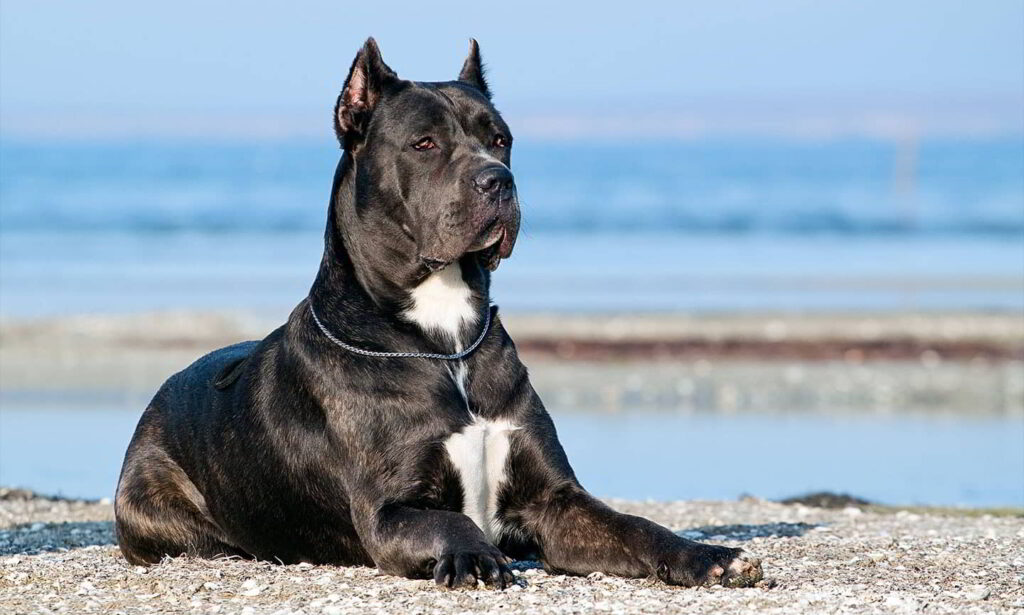 dog-breeds-for-protection-4
