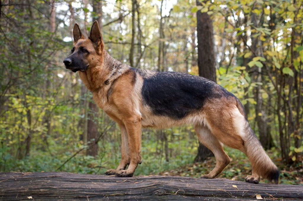 dog-breeds-for-protection-5