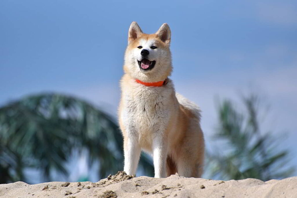 dog-breeds-for-protection-6