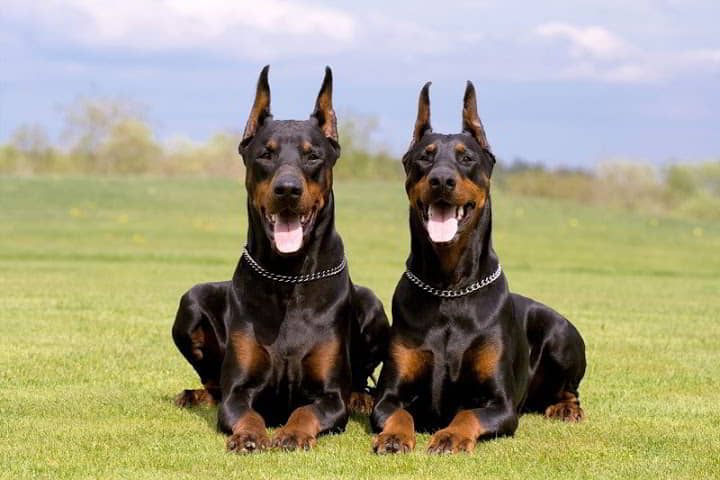 dog-breeds-for-protection-7