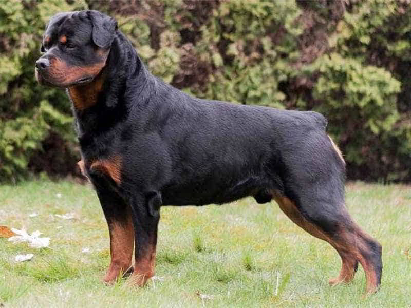 dog-breeds-for-protection-9