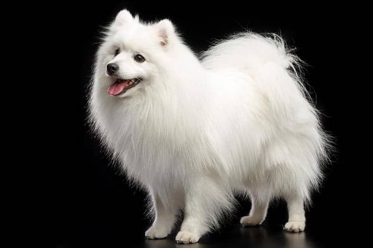 dog-breeds-from-japan-10