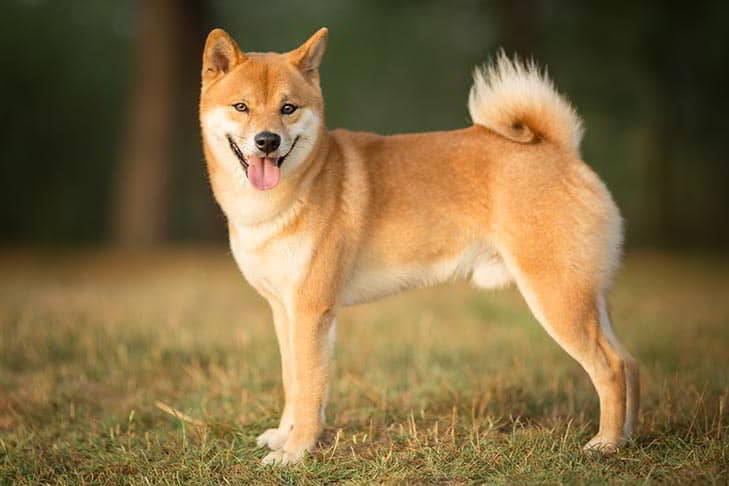 dog-breeds-from-japan-2