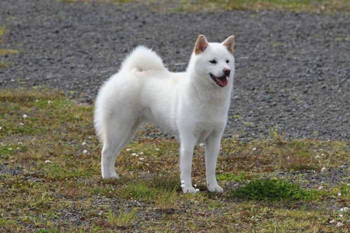 dog-breeds-from-japan-6