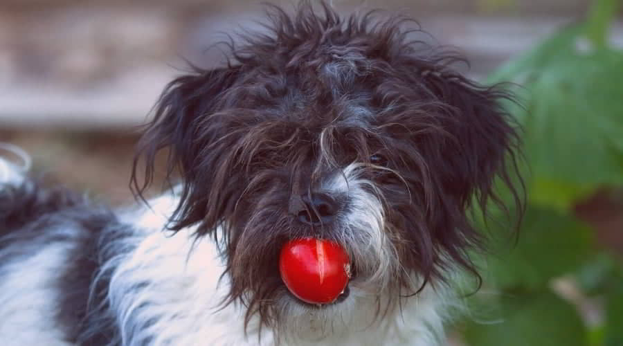 dog-eat-tomatoes-2