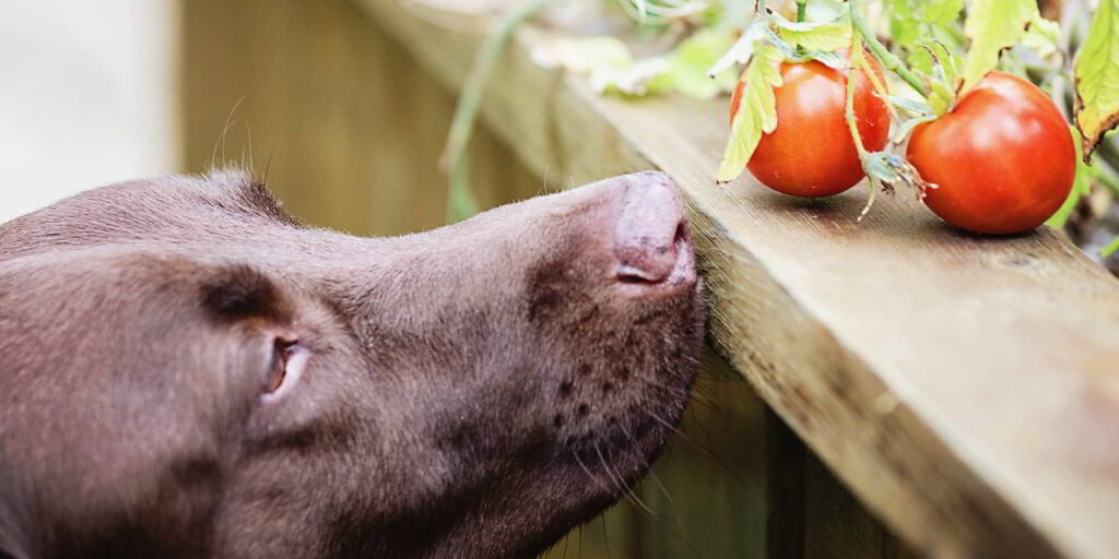 dog-eat-tomatoes-3