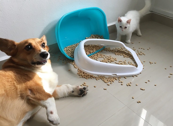 dog-eating-cat-litter-1