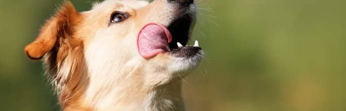Are Dog Mouths Cleaner Than Human Mouths?