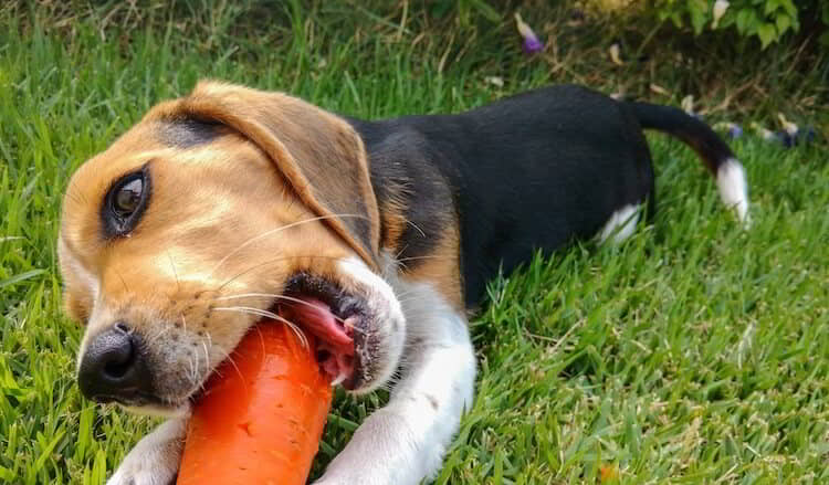 dogs-eat-carrots-1