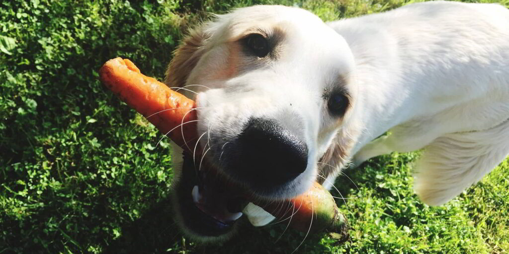 dogs-eat-carrots-3