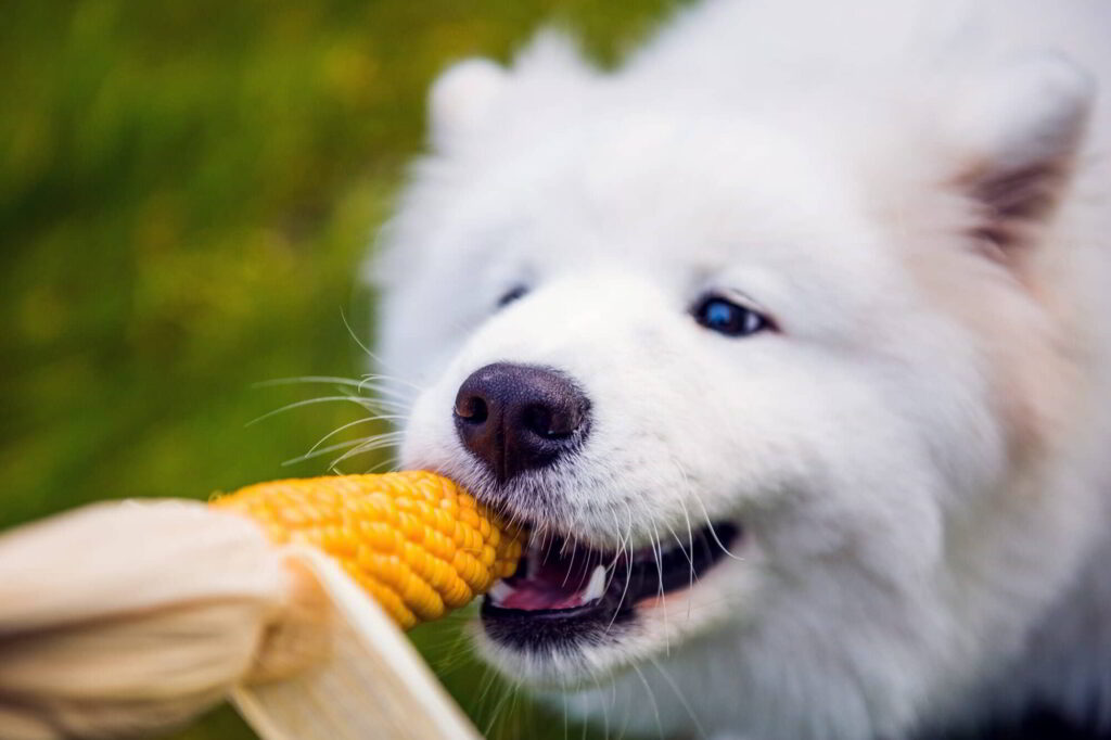 dogs-eat-cornbread-2