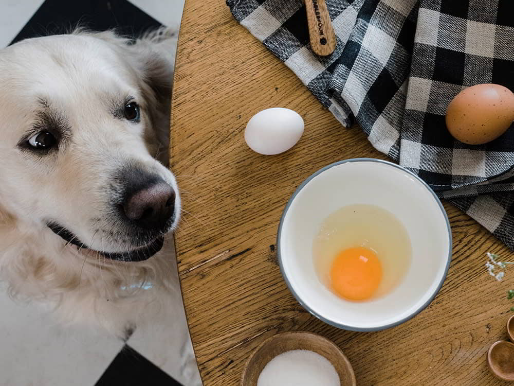 dogs-eat-eggs-2