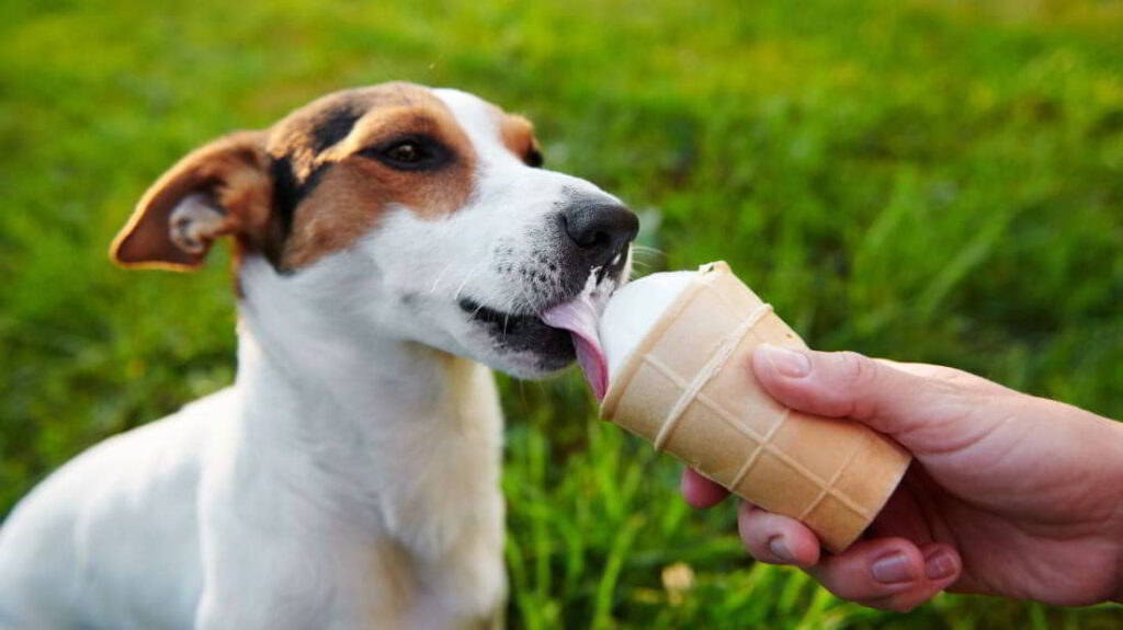 dogs-eat-ice-cream