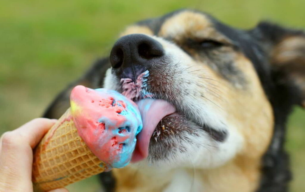 dogs-eat-ice-cream-2