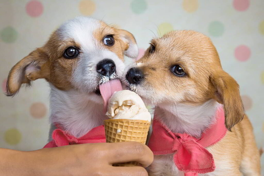 dogs-eat-ice-cream-3