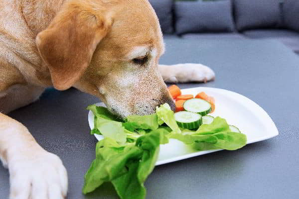 dogs-eat-lettuce-1