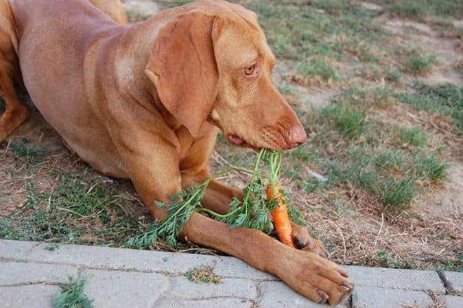 dogs-eat-lettuce-3