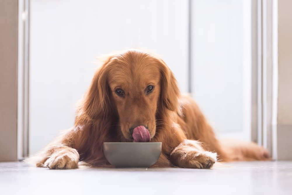 dogs-eat-oatmeal-3