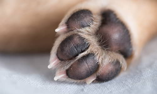dogs-paw-1