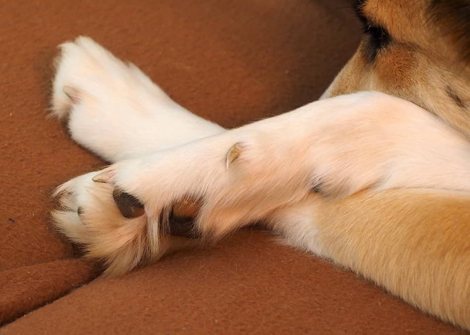 dogs-paw-2