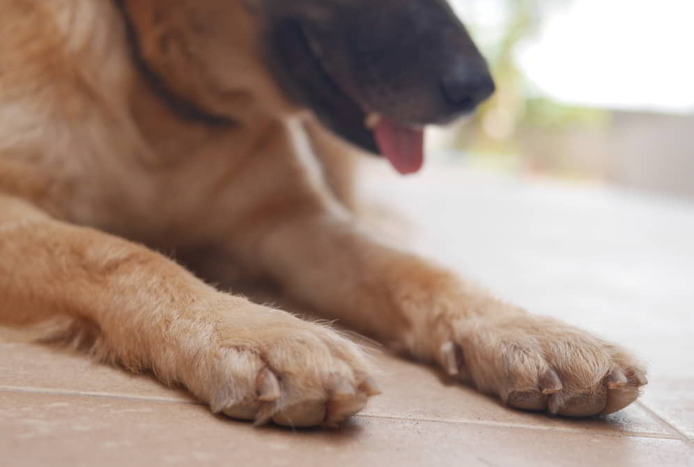 dogs-paw-3