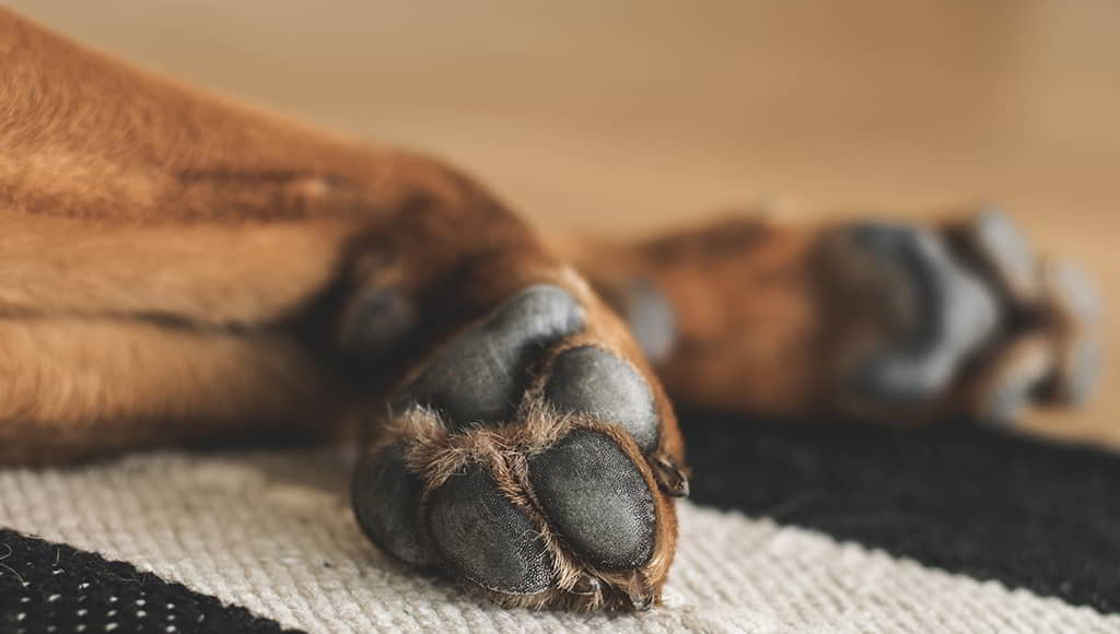 8 Common Dog’s Paw Problems