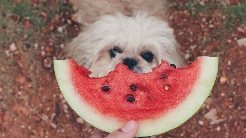 eat-watermelon-3