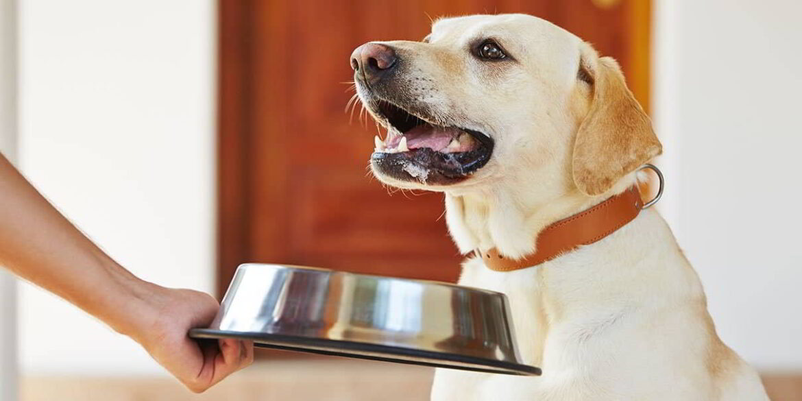 How Much Food Should I Feed My Dog? Dog Care Tip