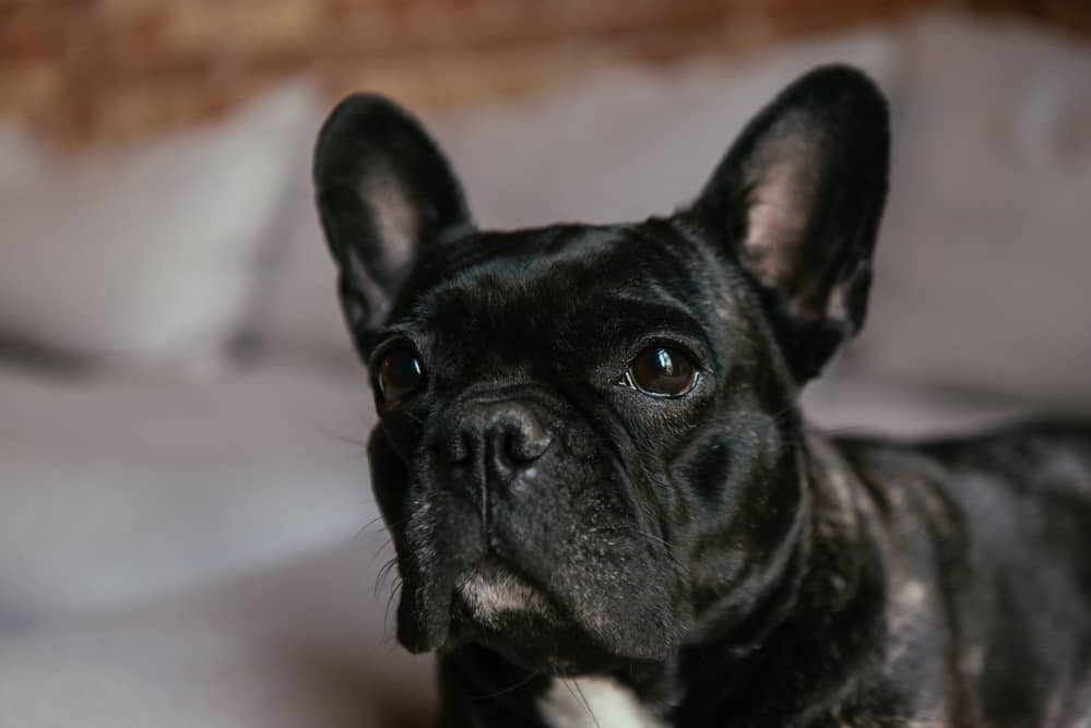 7 Cute Pictures of French Bulldogs