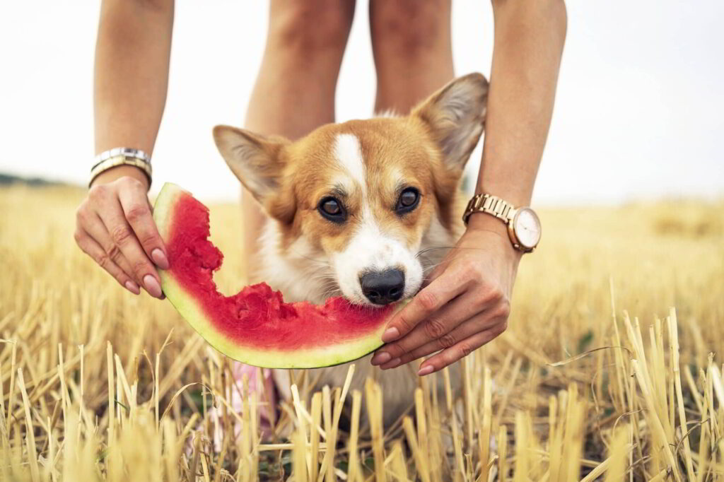 fruits-can-dogs-eat-2