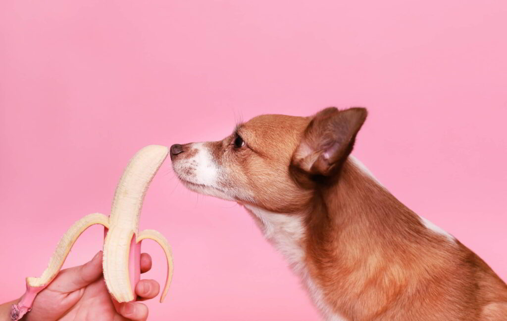 fruits-can-dogs-eat-4